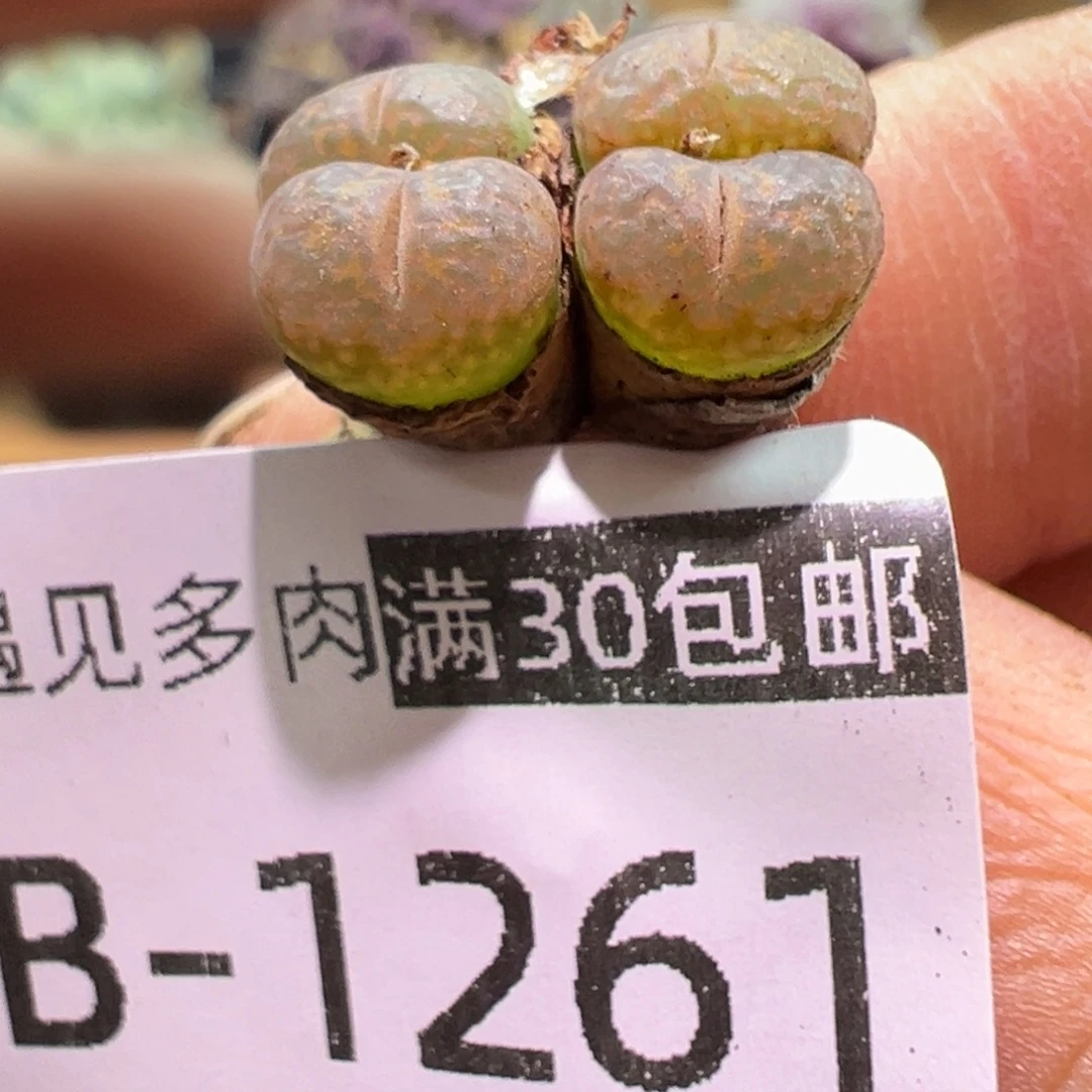 多肉植物11111111111