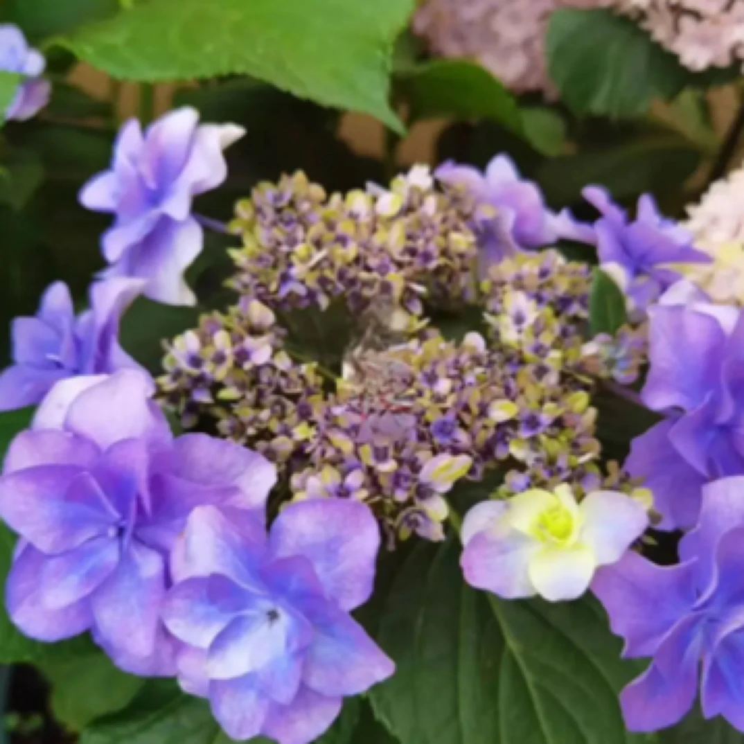 大花品种绣球带花苞盆栽苗超长花期室内外庭院花卉地栽露养