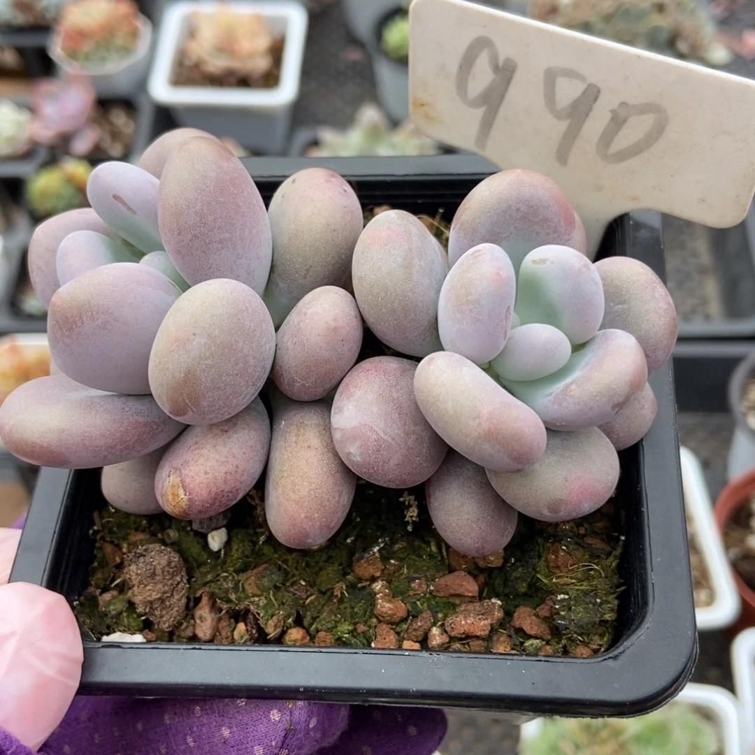 990鸡蛋奶酪多肉植物保护