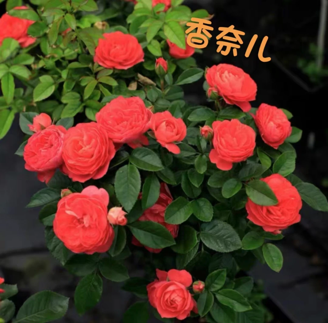 7080花园&特价棒棒糖月季露天苗