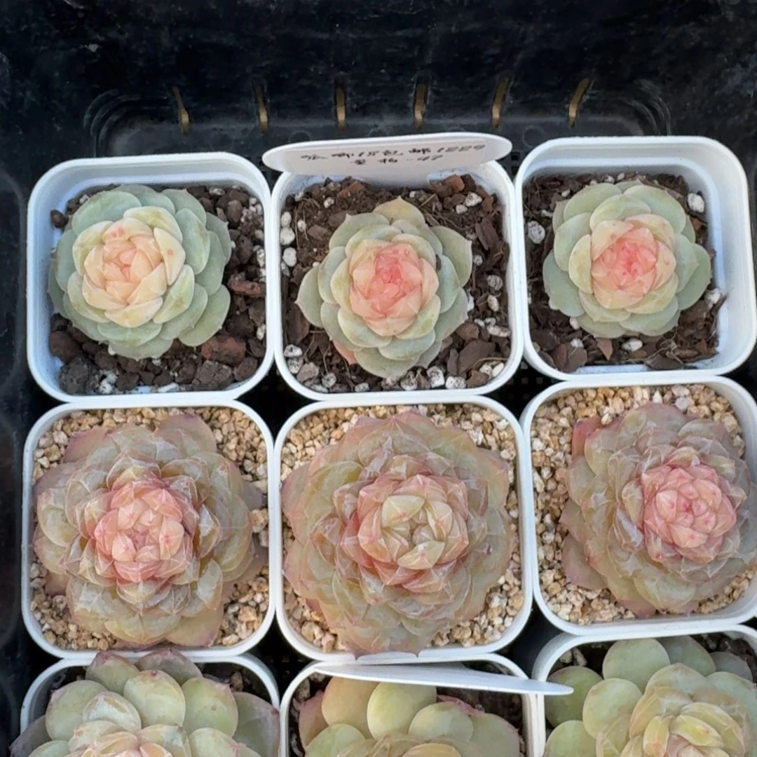 1229-047-纯牛奶一颗量拍