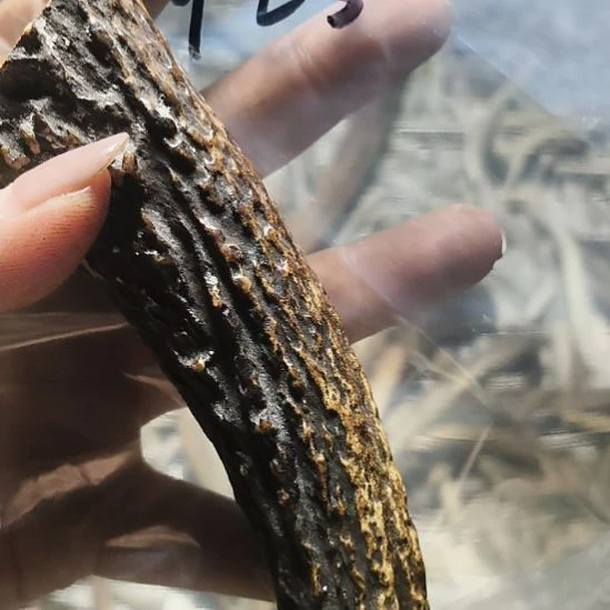 无***欢非金属无鹿角鹿角鹿角鹿角鹿角鹿角