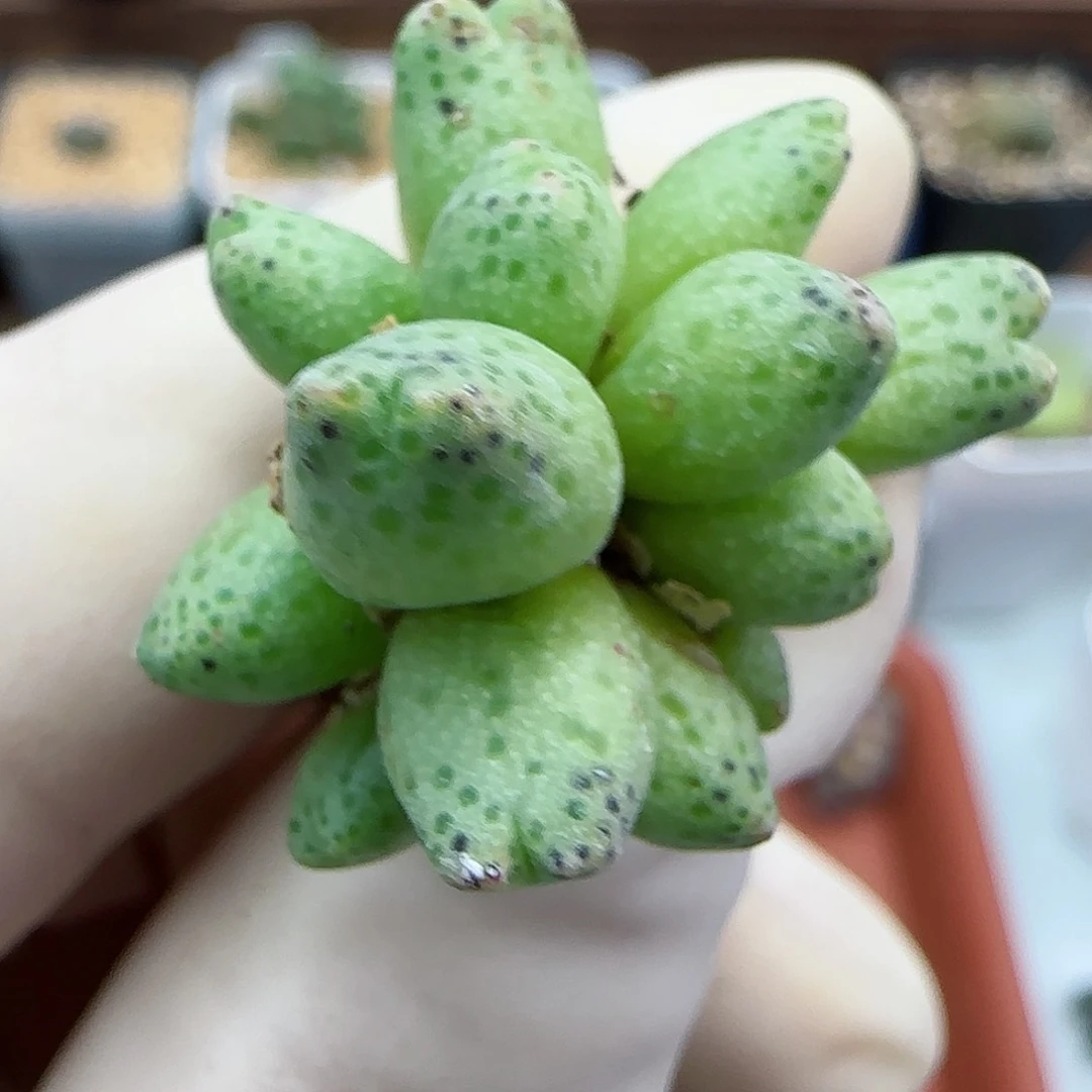 731编号1429.05龙猫