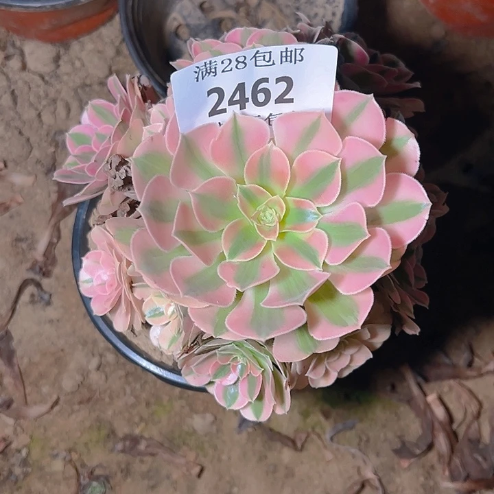 2462粉女巫多肉植物