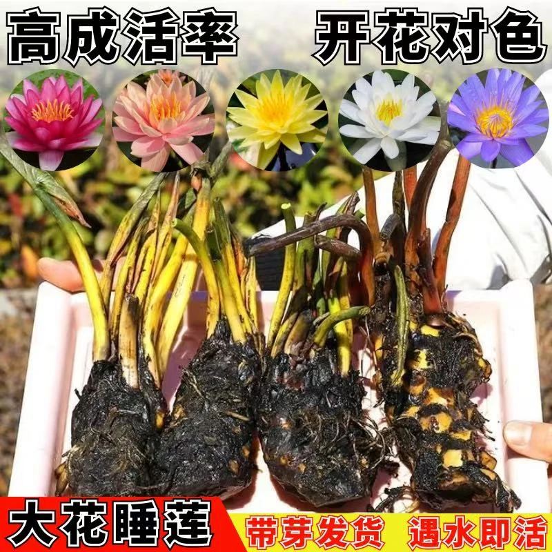 浓香水型大睡莲根块莲花莲藕水培植物四季盆栽庭院鱼池荷花型大花