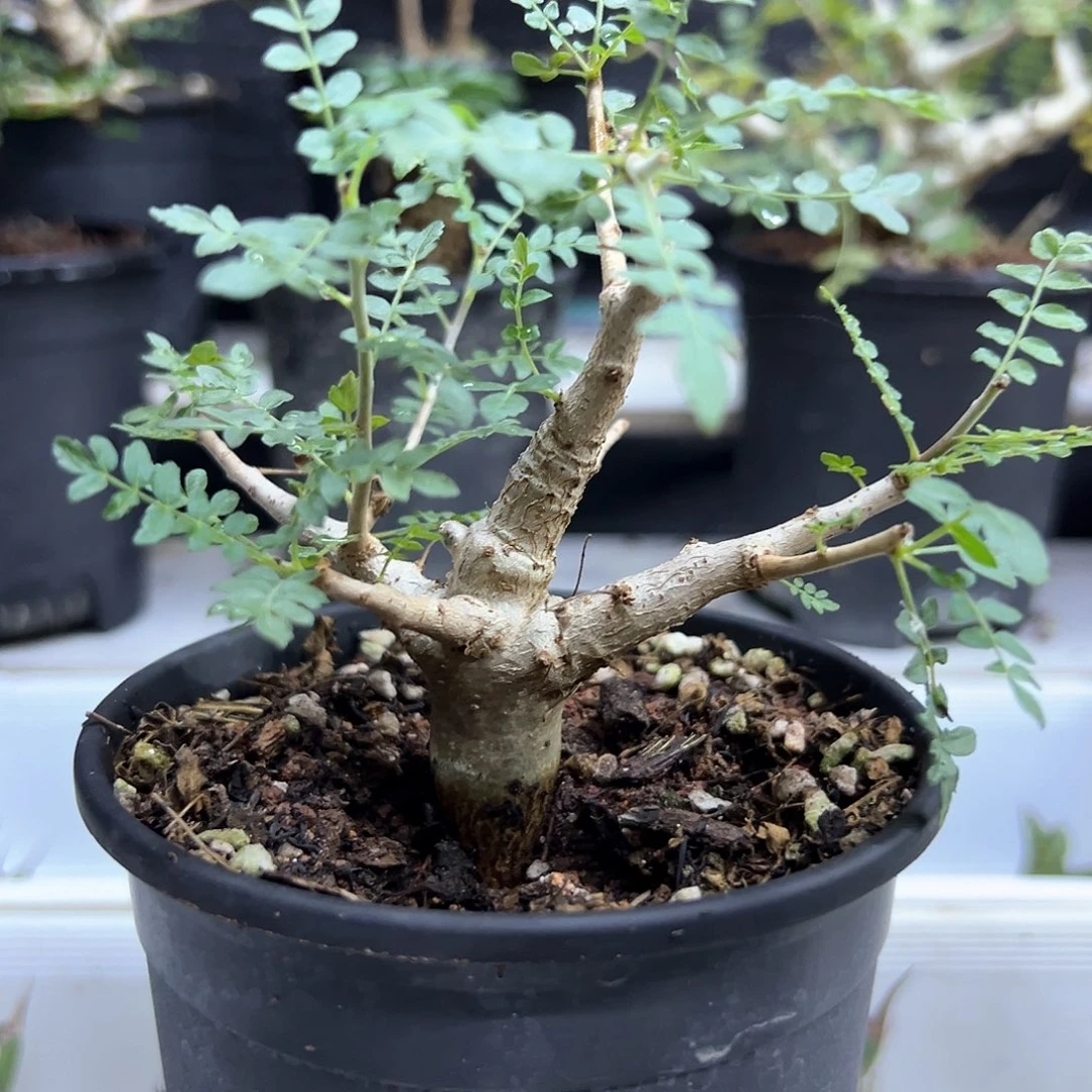 尼勒达乳香一物一拍偏远不包邮