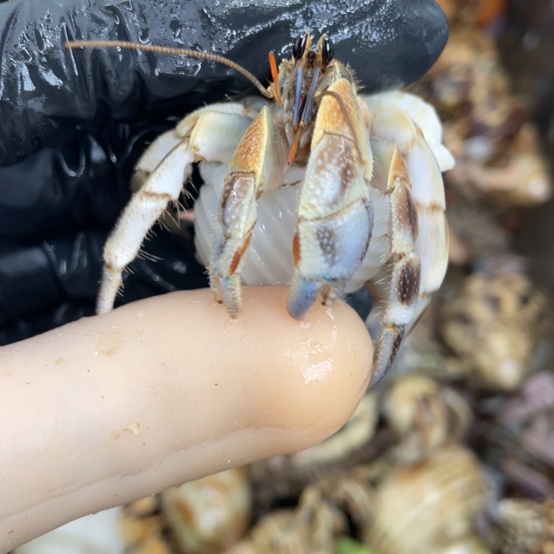 活体宠物不退不换3