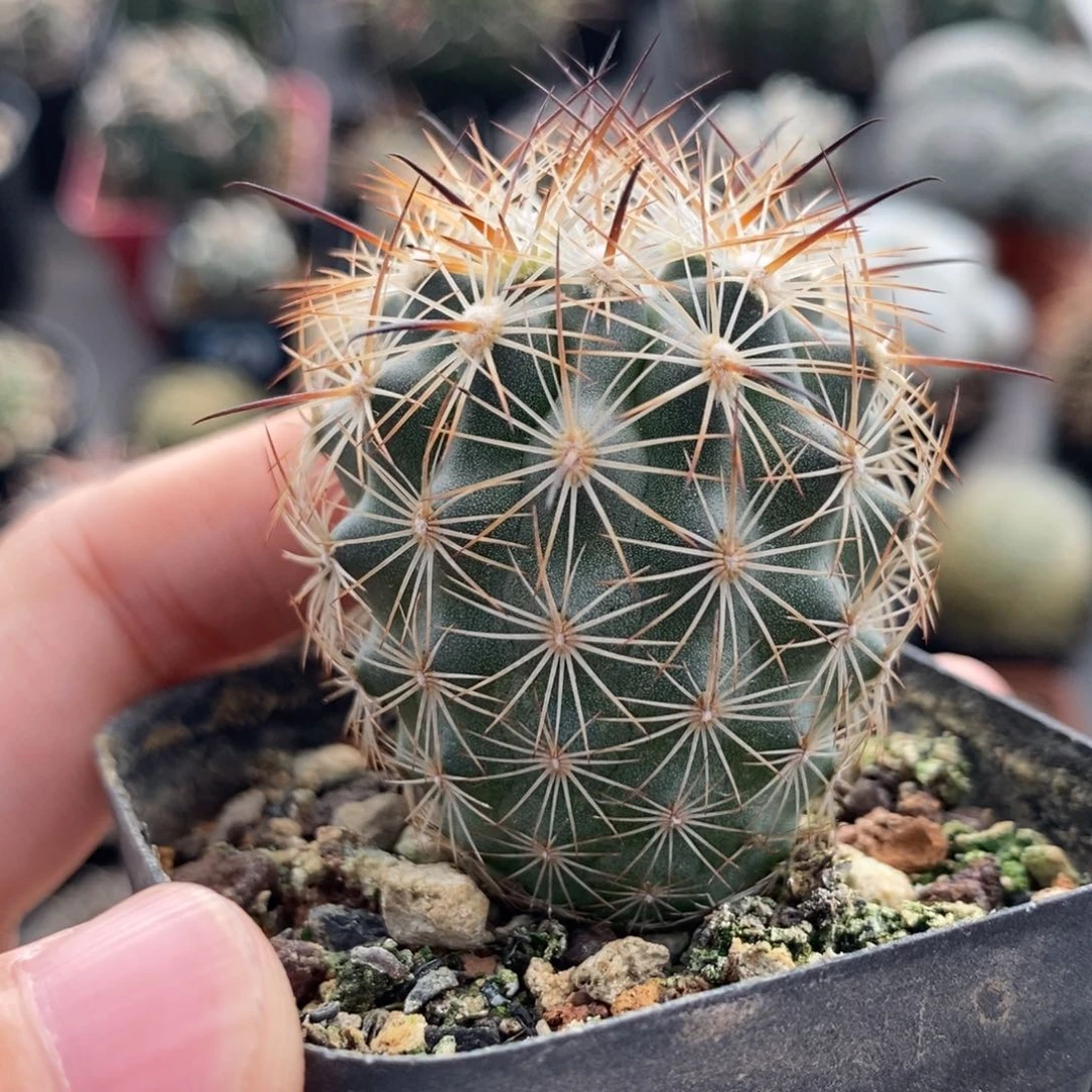 藤荣丸植播园艺优选