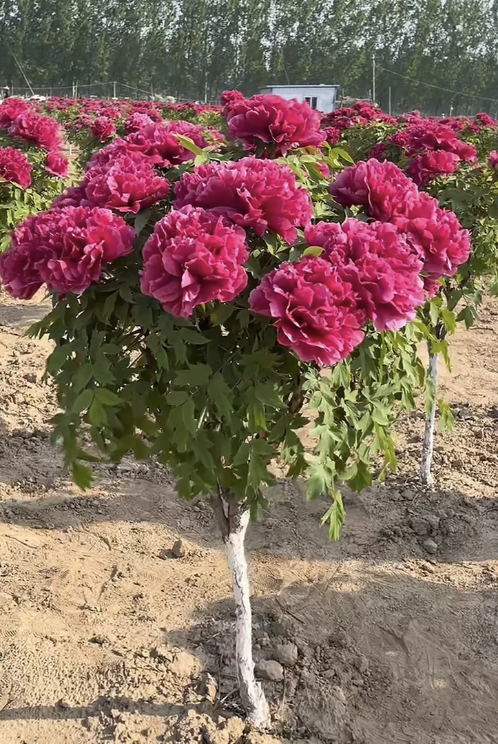 独干花王（秋天发货）先发肥料