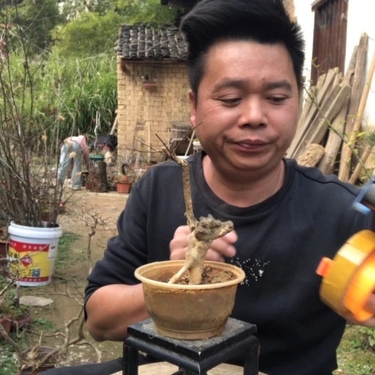 无花朵盆景盆栽（不退不换不包成活率）