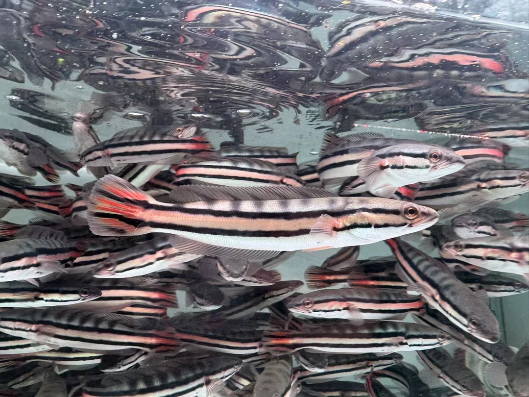 塔普拉多曼雷龙大铅笔鱼苗大型凶猛肉食热带观赏鱼耐活好养