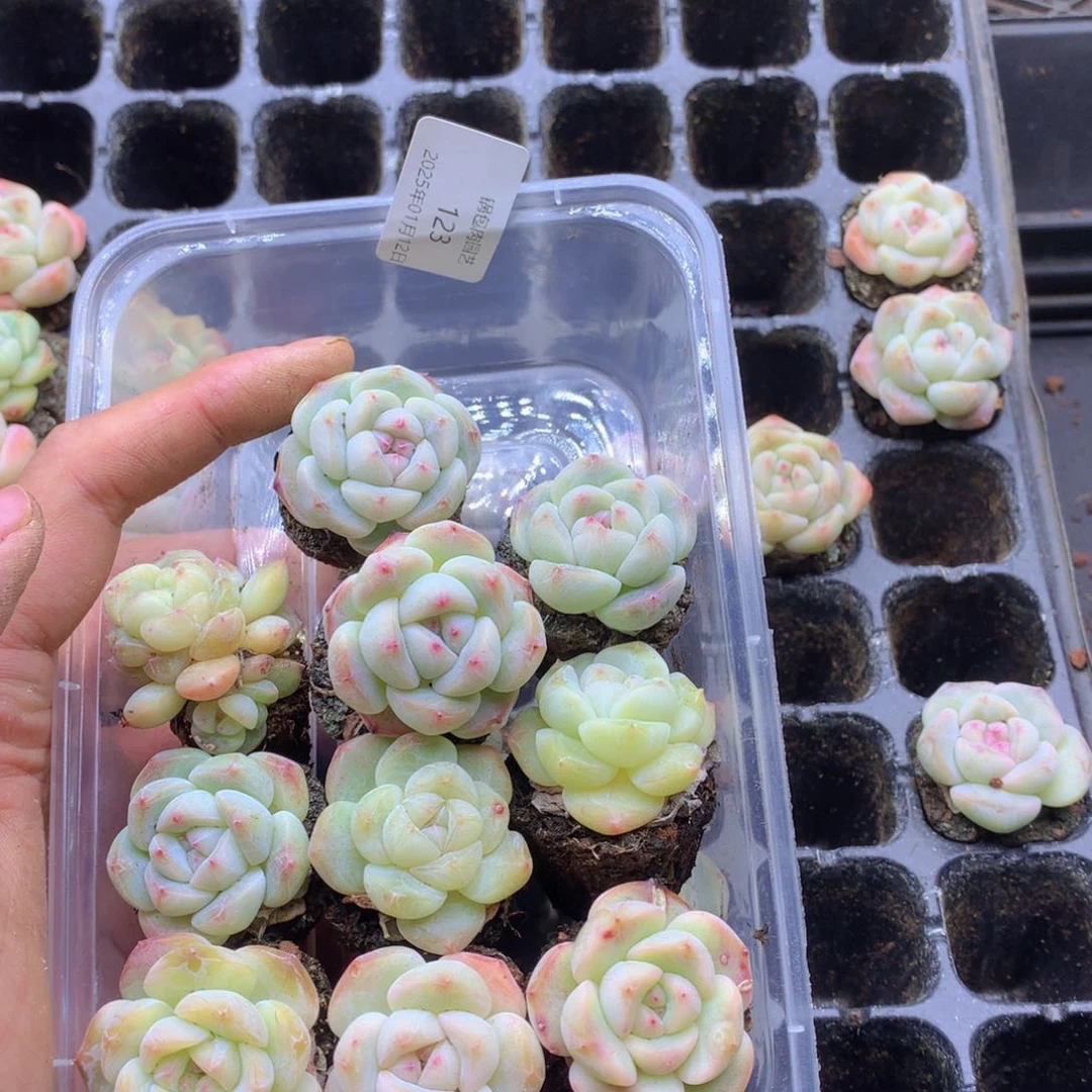 反反复复还是很开心123