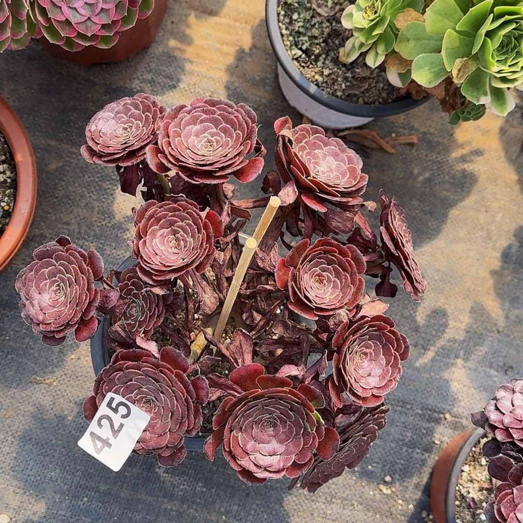 425黑暗萝莉丛林半木质桩