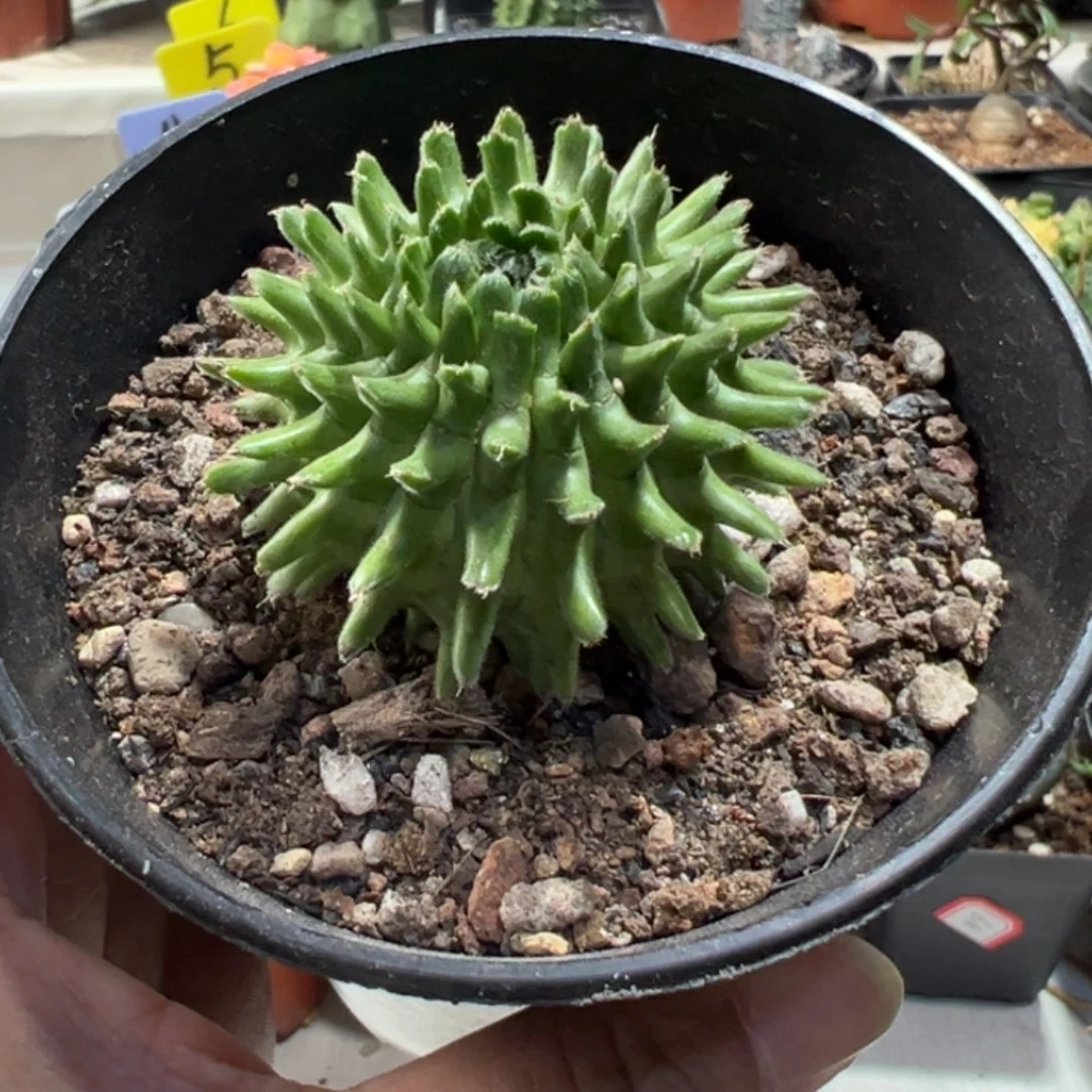 实生海胆大戟带盆111111