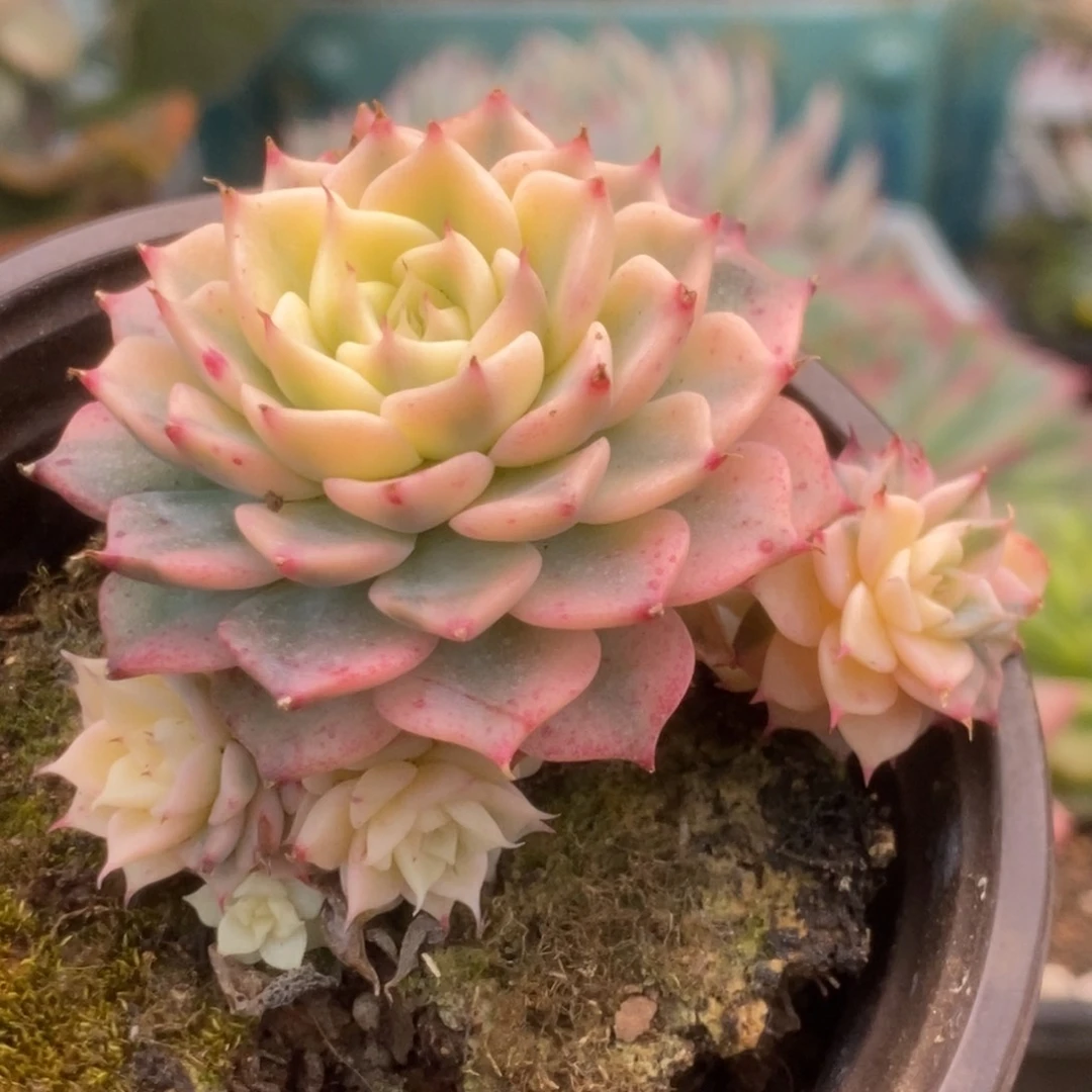 314杂锦锦锦锦锦