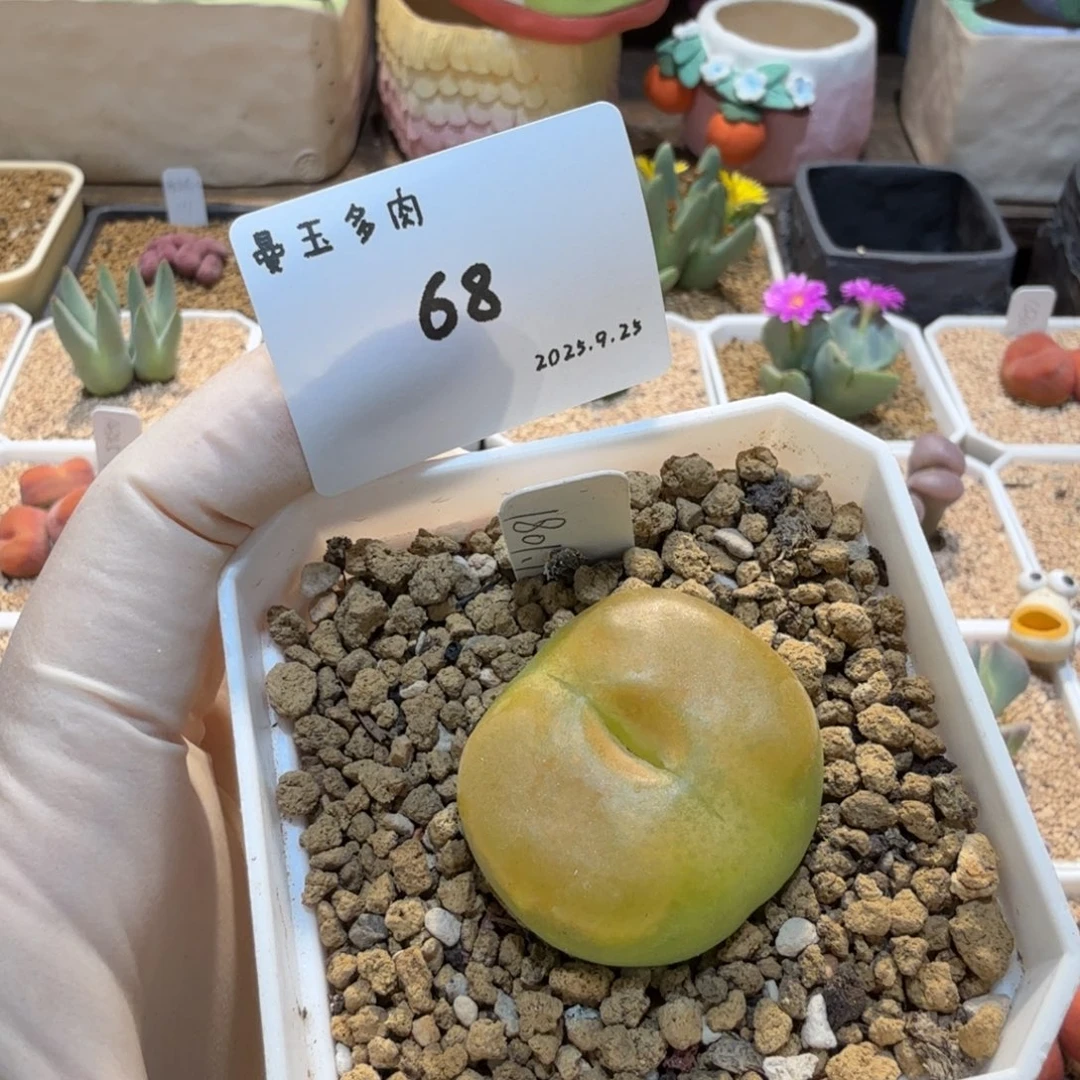 一***晴多肉多肉多肉9.25-068
