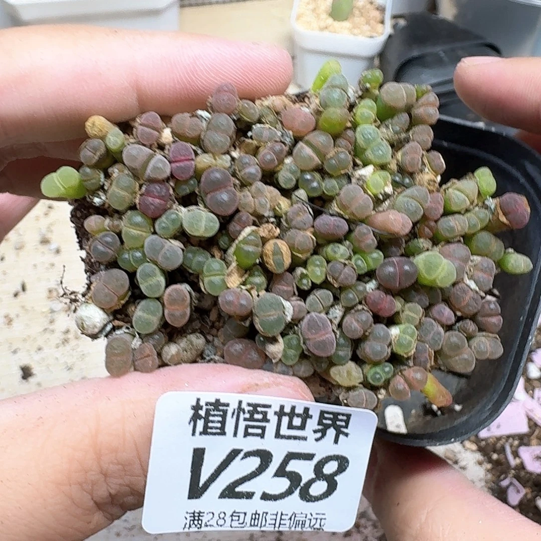 多肉植物的润泽gb