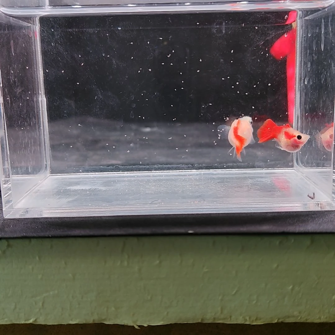 孔雀鱼编号29银河琉璃玻璃猫球种鱼