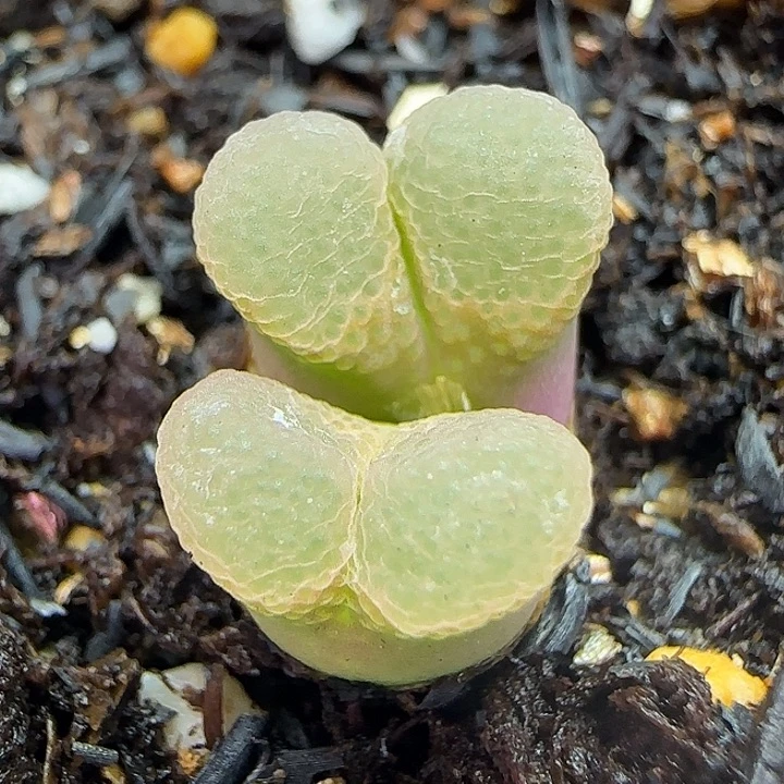 356樱花风铃优选