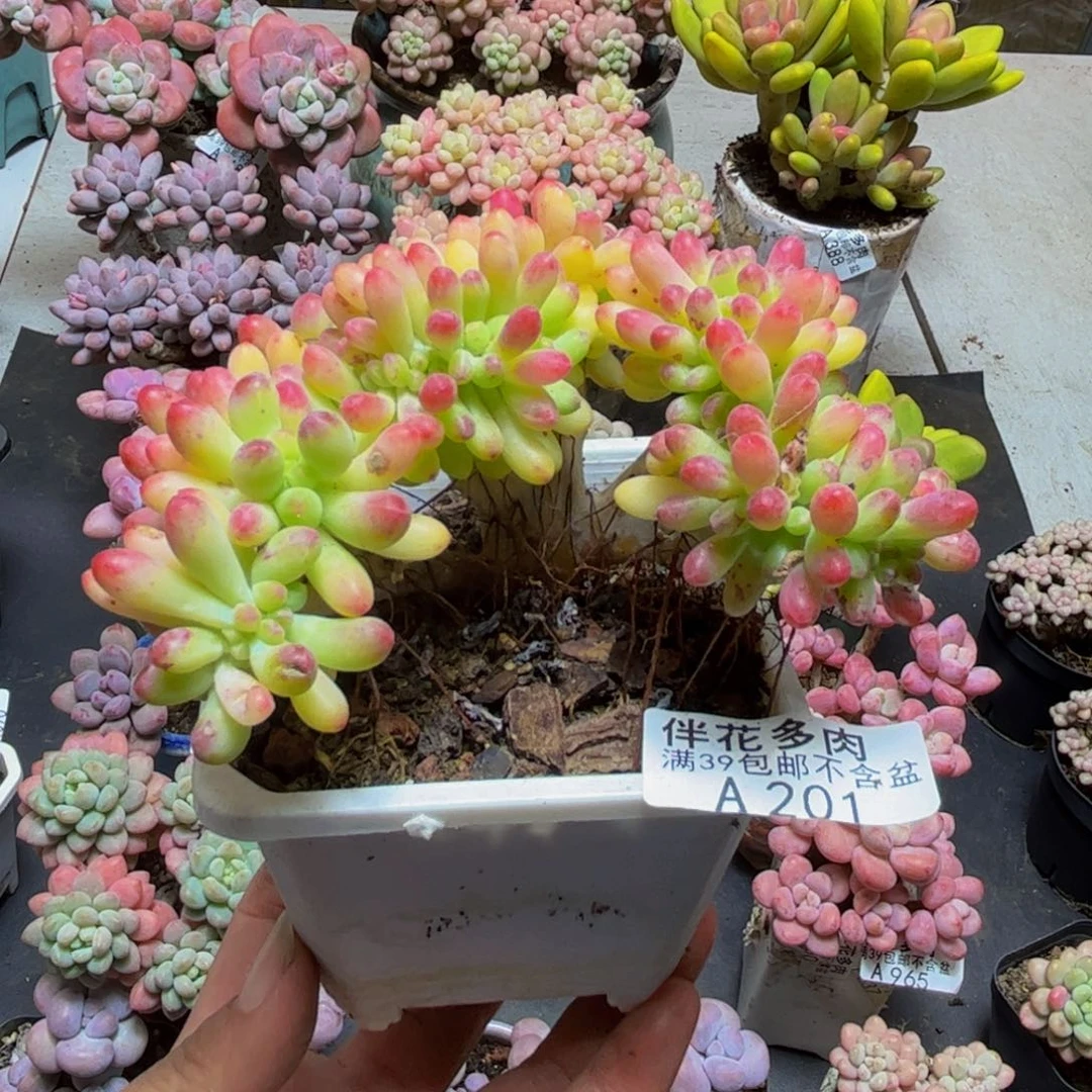 201乙女心缀10cm多肉