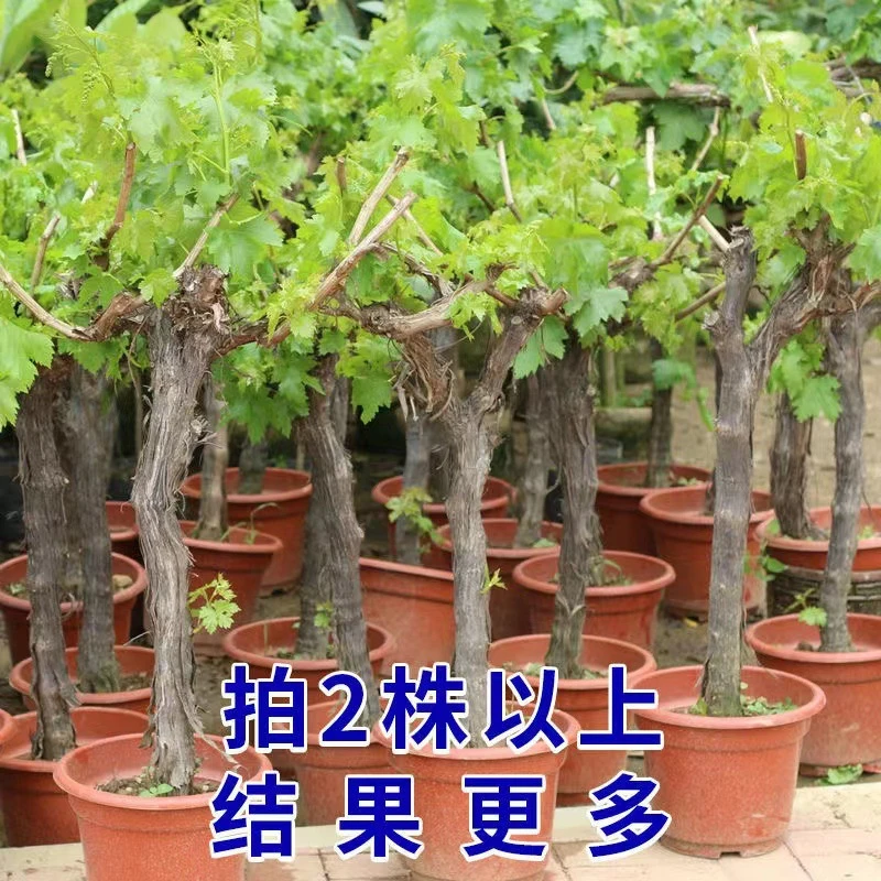 多品葡萄树苗阳光玫瑰巨峰带盆带土带叶南北方种植盆栽地栽