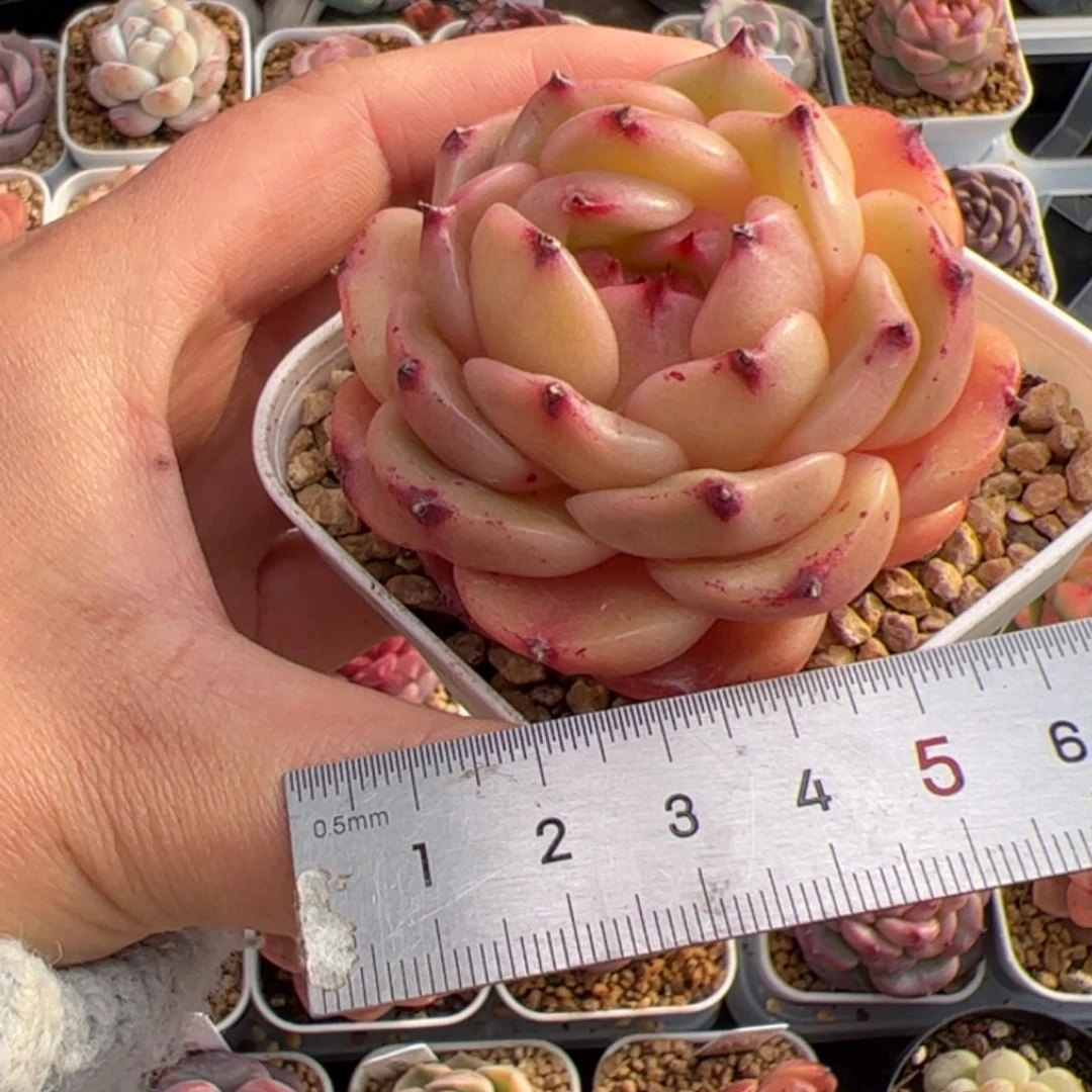 我****?238 多肉植物组合盆栽