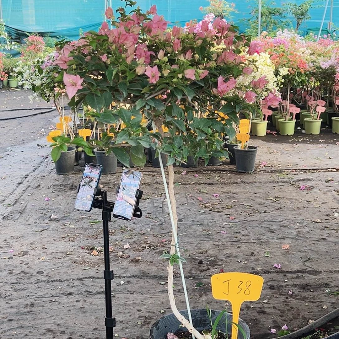 南****大部分花苞少量开放J38魔法樱花