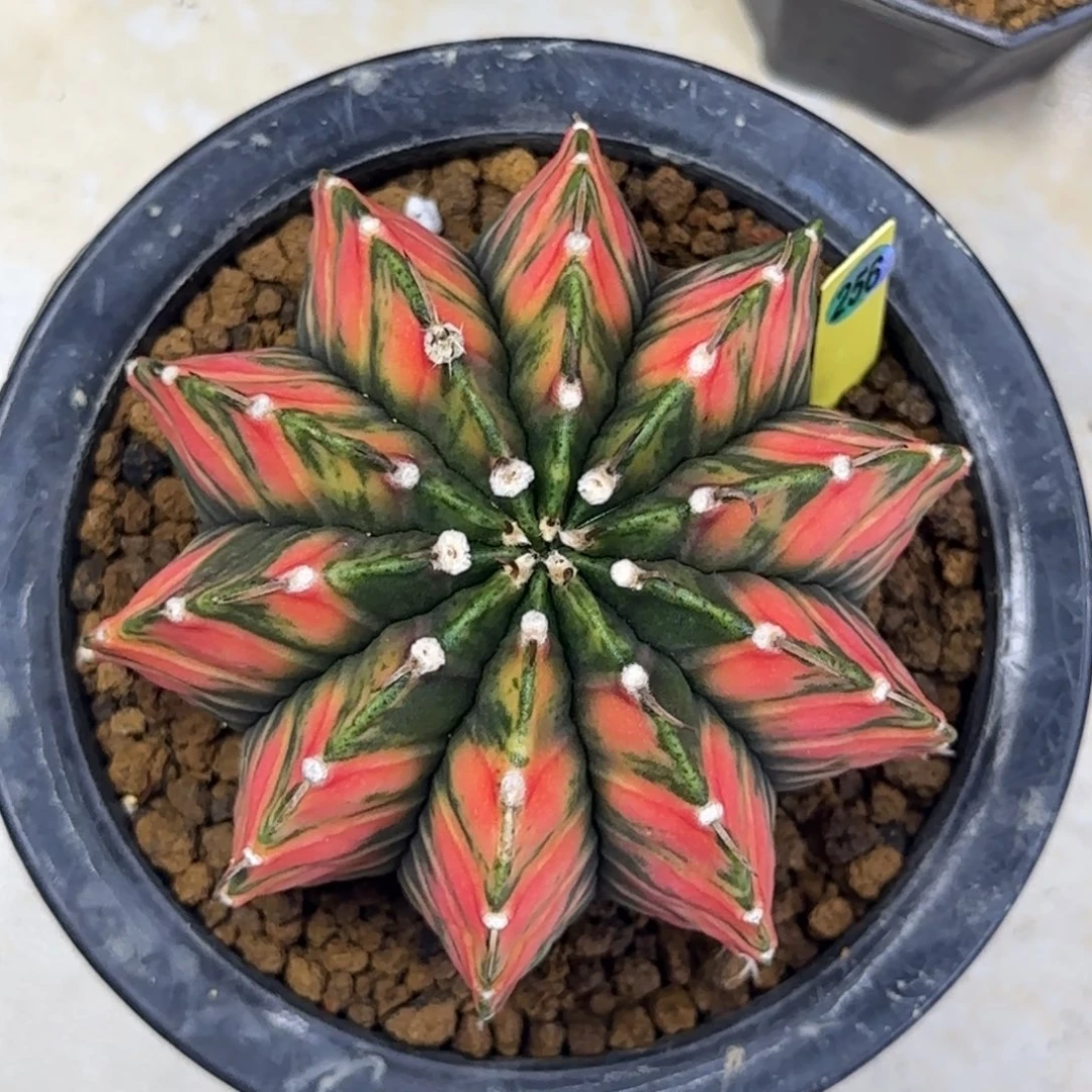 256号泰系实生橙色虎斑米哈锦