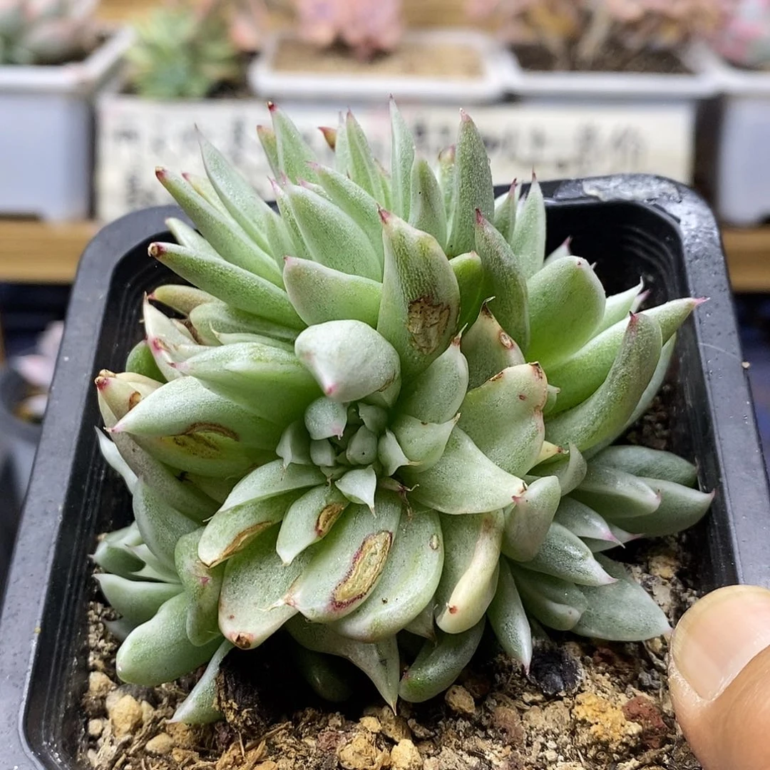 20262 东云怪物玛利亚锦自然群