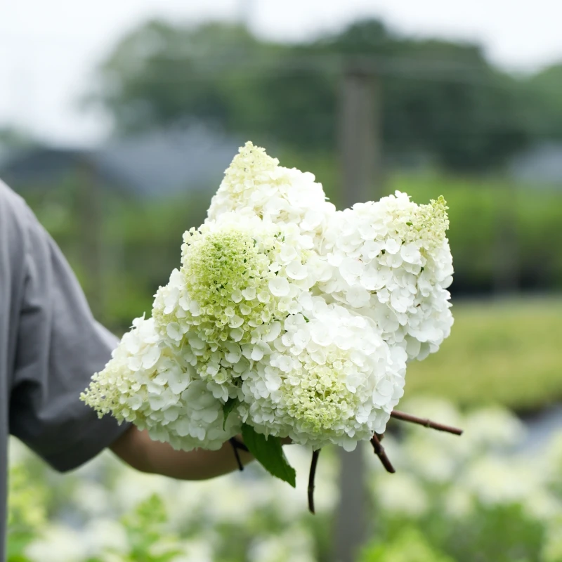 【木通专属】圆锥勃朗峰 1加仑 夏季开花盆栽花卉植物耐寒