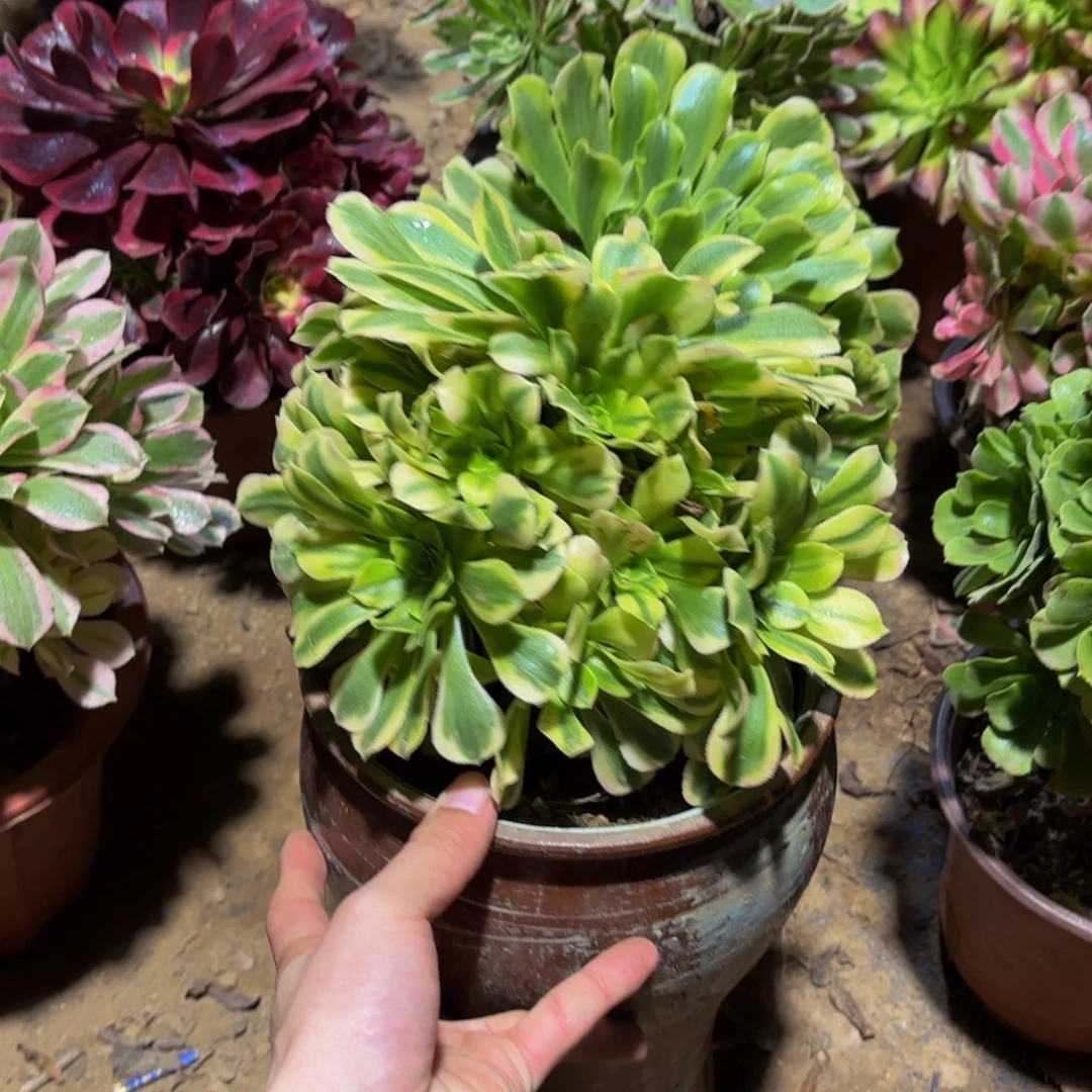 金丝翡翠9.9多肉植物