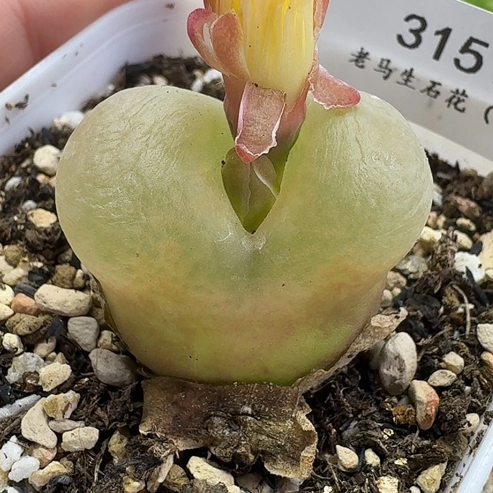 老马生石花毛3151