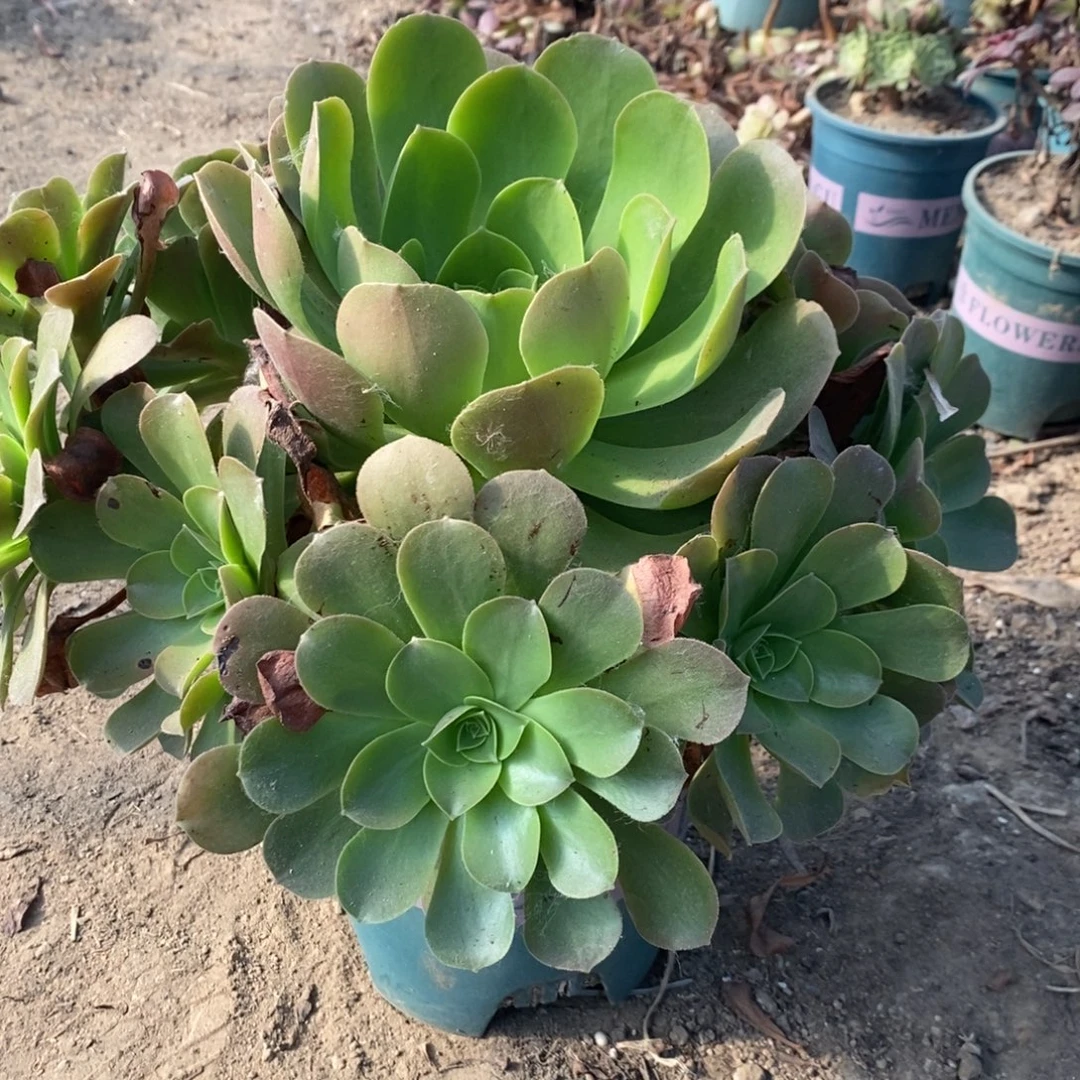 香炉盘多肉植物031