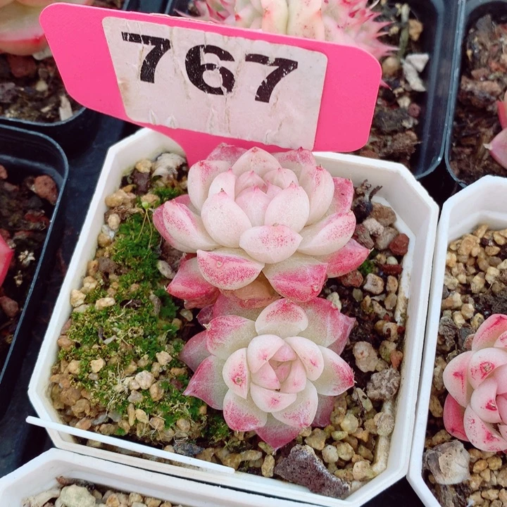 B****a女王6cm不包整群