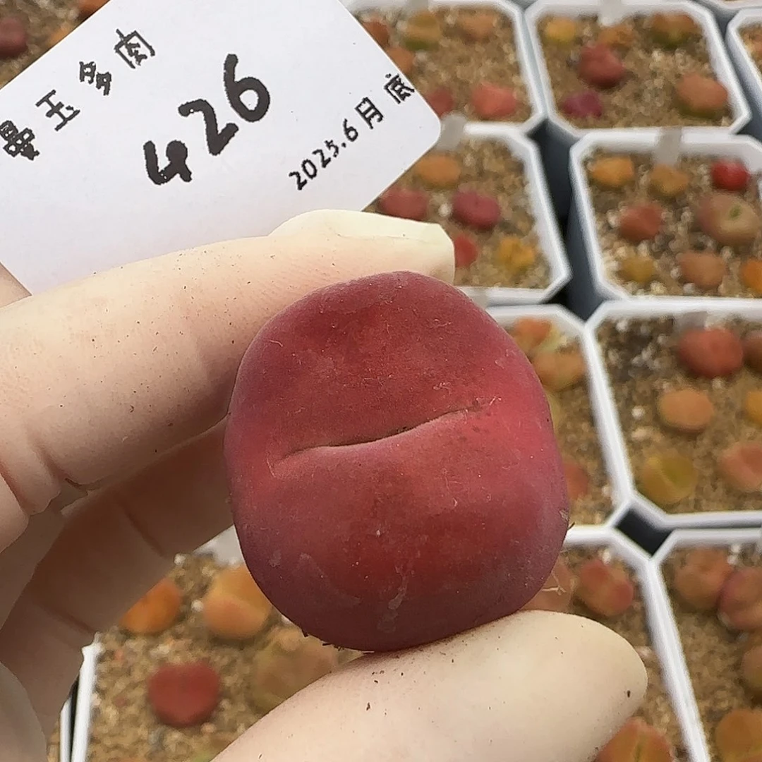 萧***r多肉多肉多肉6.29-426
