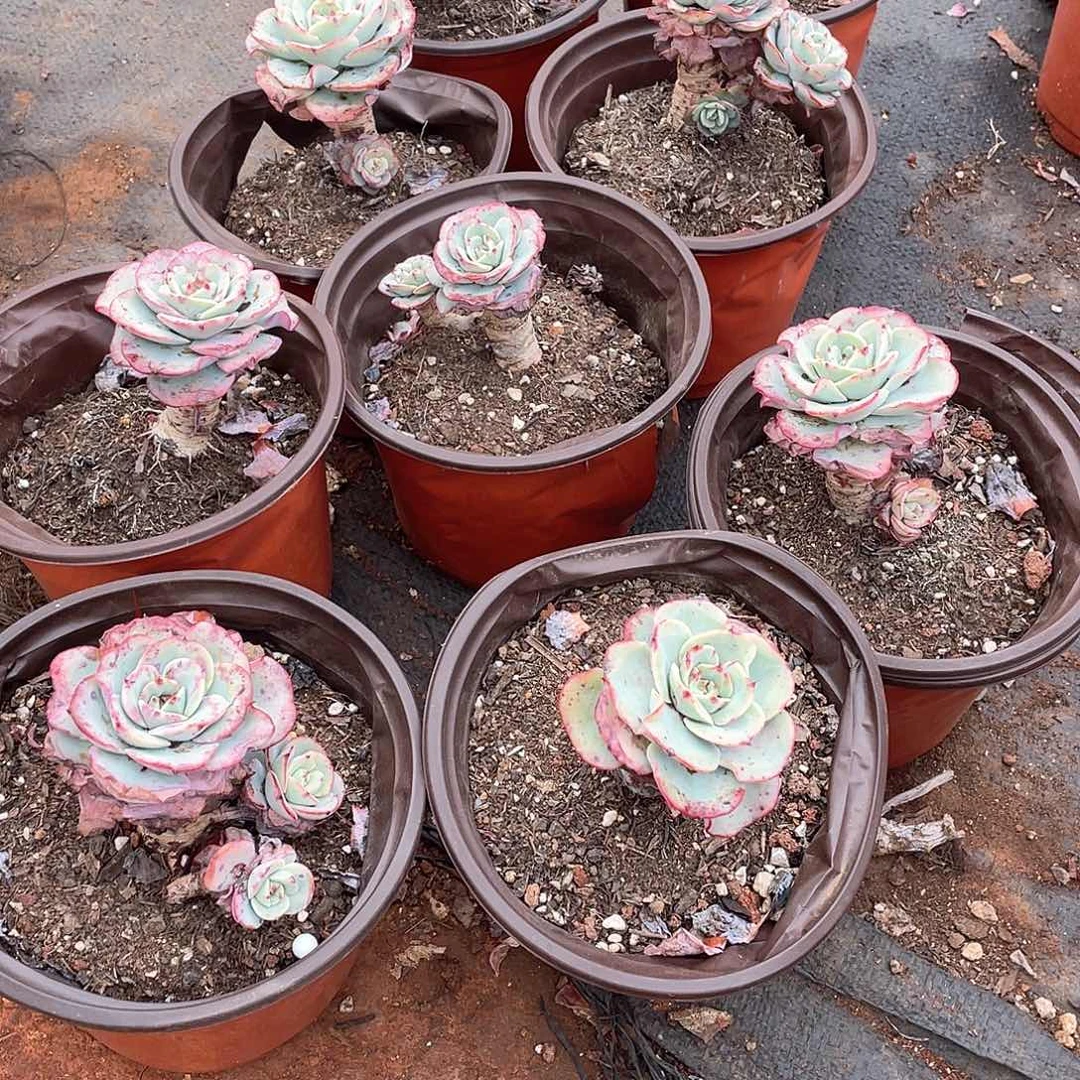 小黄桃5颗9.9米 量拍多肉