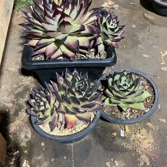 电*大每日特价活动开始啦