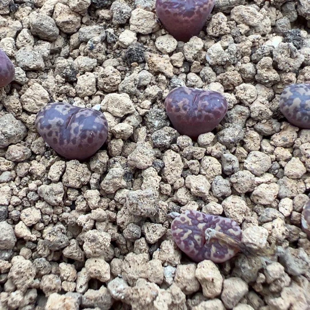 量拍马克杂泡泡勋章一颗