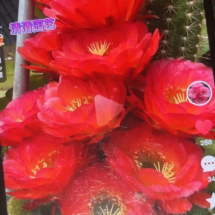 清清满堂彩瑕疵球体秃