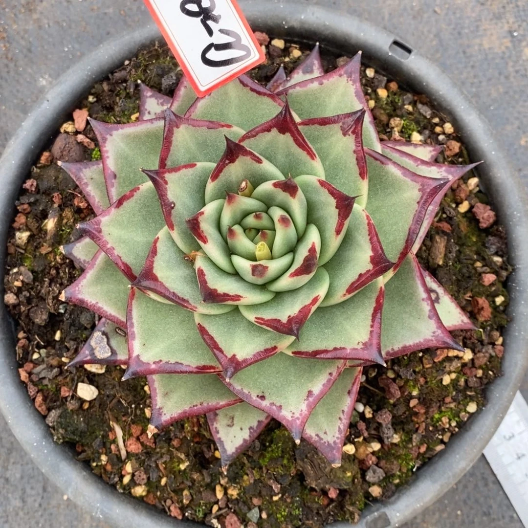 彼*花福利美乌a28