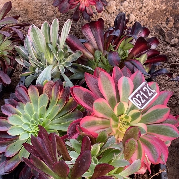 5颗法师框拍02120