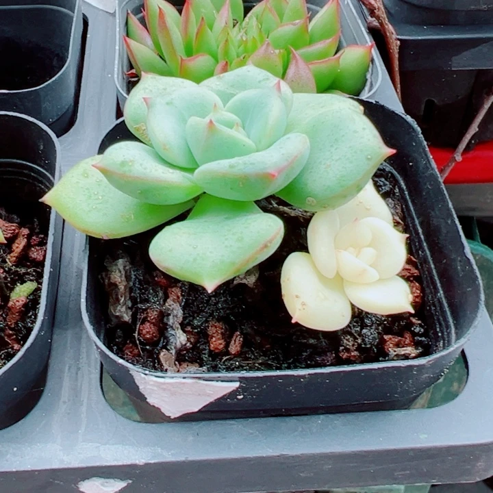 三文鱼锦多肉植物