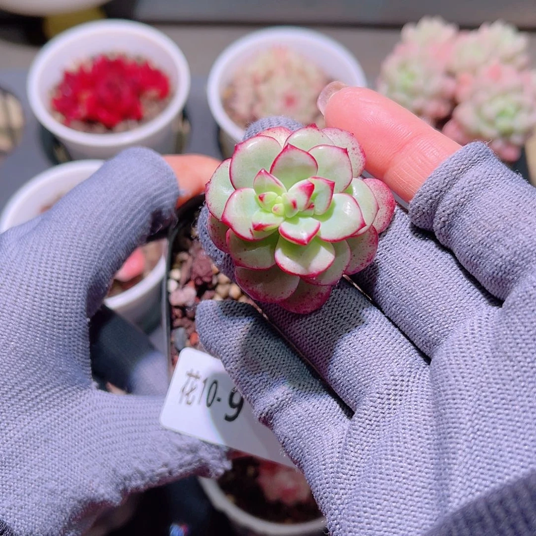 花10-09探戈单头