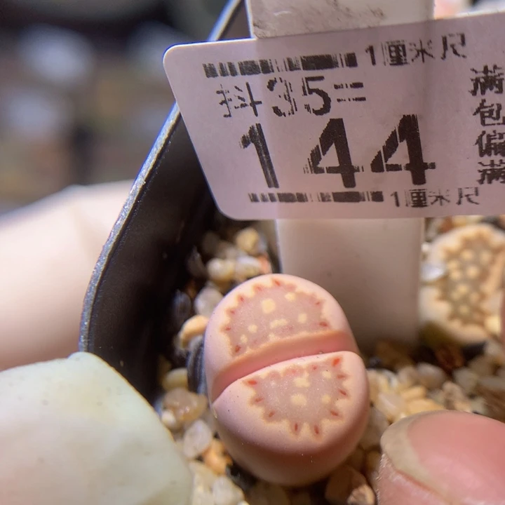 精品生石花35.144