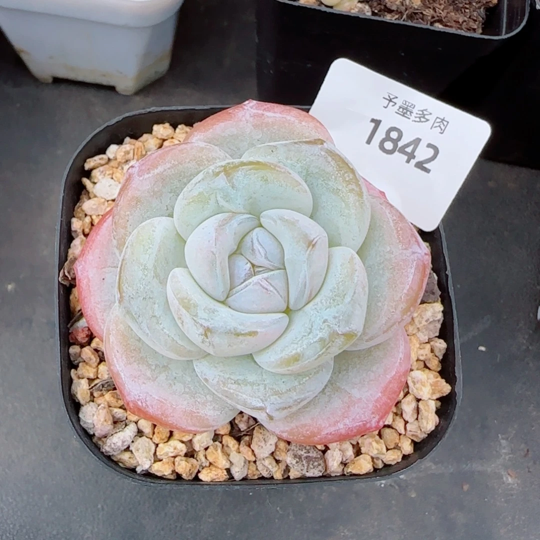 孤品珍妮，1842多肉植物