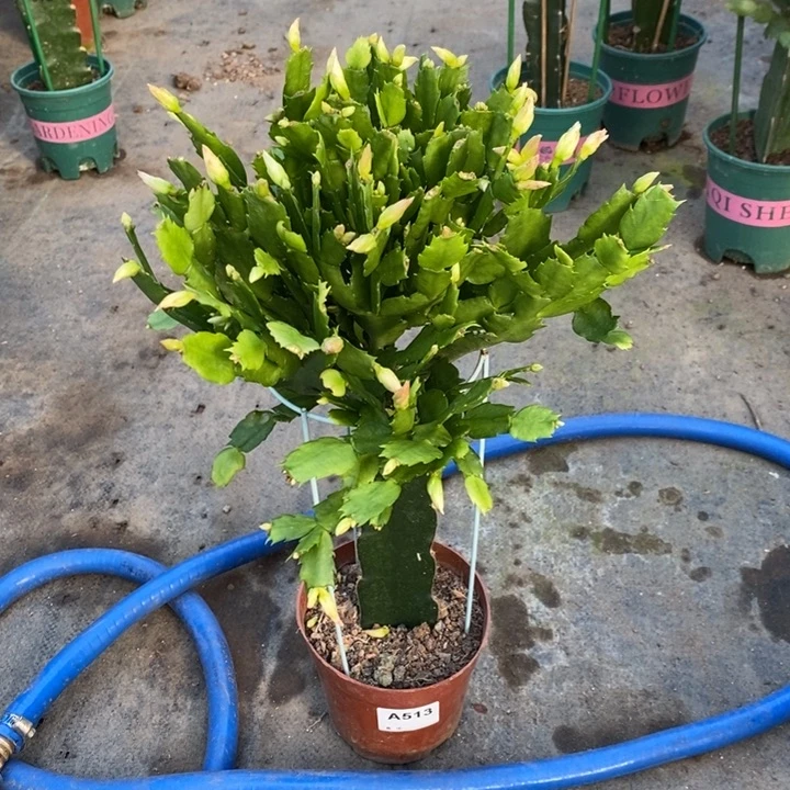 当前无花栽培后可以开花513嫁接2228