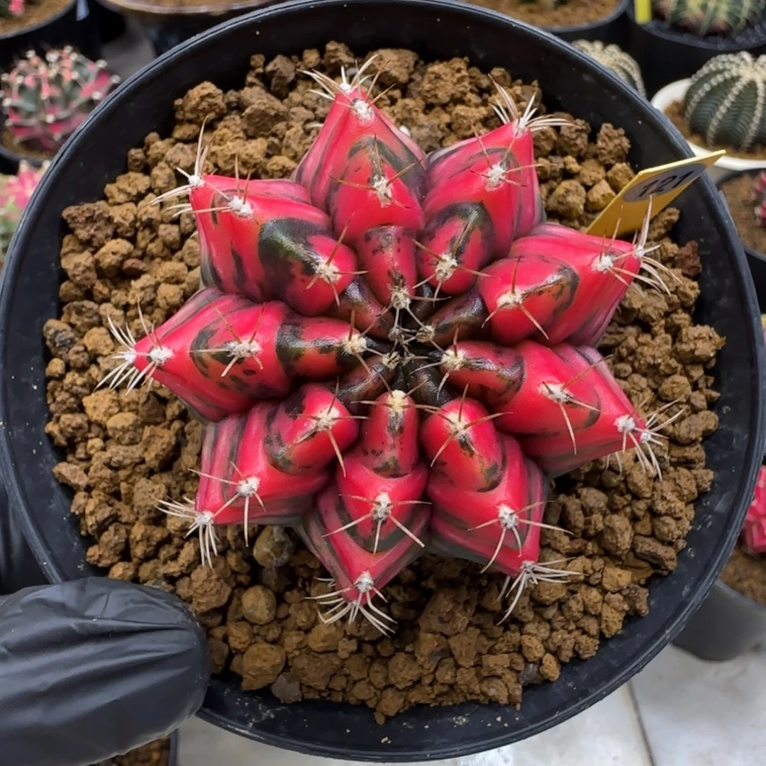 121号泰系实生红色虎斑