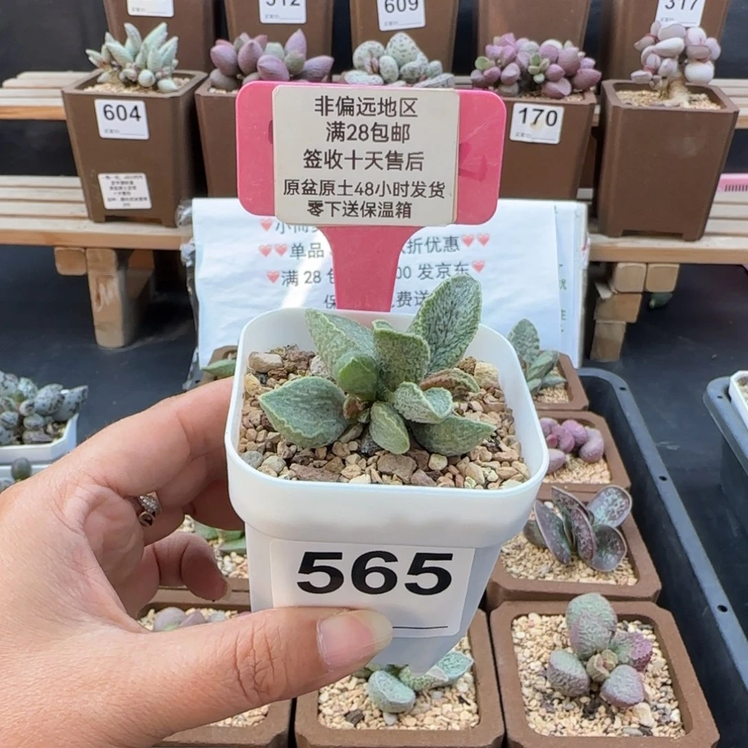 565抹茶多肉的植物