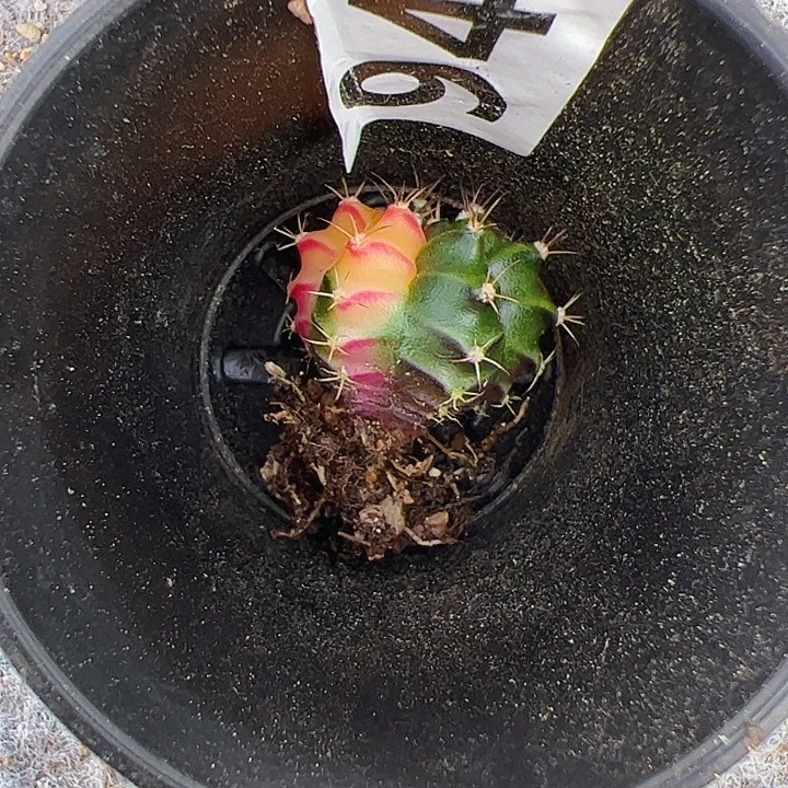 风***龙当前无花栽培后可以开花940