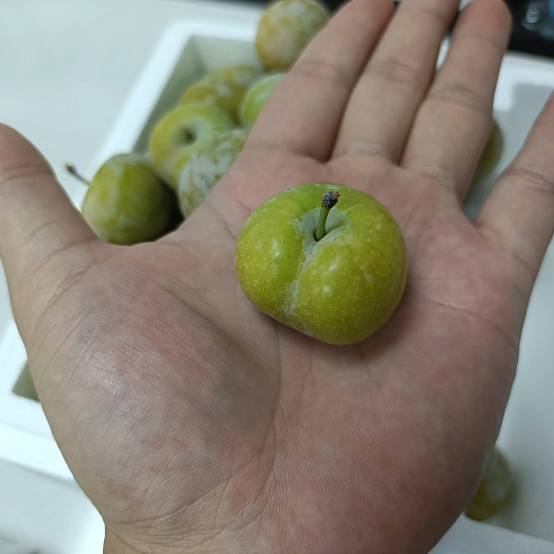 乡村农户新鲜采摘晚熟清脆李